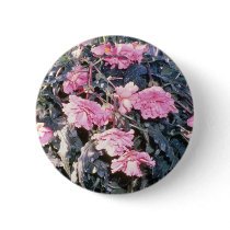 Pink Begonia Tuberosa (Tuberous-Rooted Begonia) fl