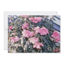 Pink Begonia Tuberosa (Tuberous-Rooted Begonia) fl Personalized Invitations