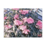 Pink Begonia Tuberosa (Tuberous-Rooted Begonia) fl Post Cards