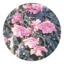 Pink Begonia Tuberosa (Tuberous-Rooted Begonia) fl Stickers