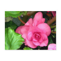 Pink Begonia Watercolor Postcard