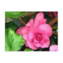 Pink Begonia Watercolor Postcard