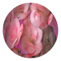 Pink Begonias
