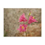 Pink Bellflowers Postcard