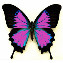 Pink Black and Blue Butterfly For A Friend