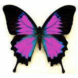 Pink Black and Blue Butterfly For A Friend photo sculptures