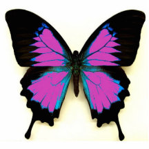 Pink Black and Blue Butterfly For A Friend Photo Cut Outs