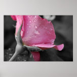 Pink & Black Poster posters
