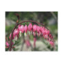 Pink Bleeding Heart, (Dicentra Spectabilis) flower Postcards