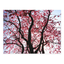 Pink Blossoming Weeping Willow Postcard