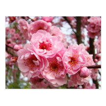 Pink Blossoms Flowers Spring postcards custom
