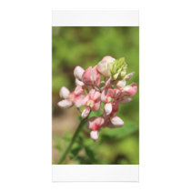 Pink Bluebonnet Photo Card