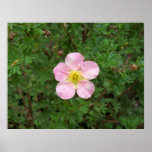 Pink Boxwood Poster