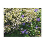Pink Breath of Heaven and Meadow Cransebill Postcards