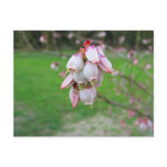 Pink Buds Postcards