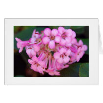 Pink Bulbs Greeting Card