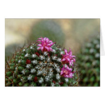 Pink Cactus Flower flowers Greeting Card