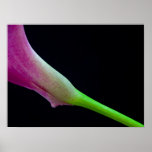 Pink Calla Lily Posters