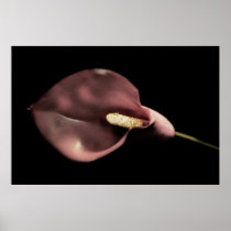Pink Calla Posters