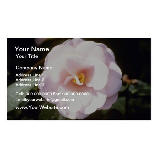 Pink Camelia Japonica 'Fleur De Pecher' (Japanese Business Card