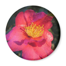 pink camellia flower magnets