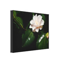 Pink Camillia Flower Wrapped Canvas Canvas Prints