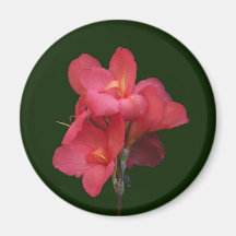 Pink Canna Blossom Magnet