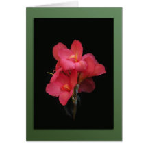 Pink Canna Blossom Note Card