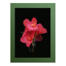 Pink Canna Blossom Postcard