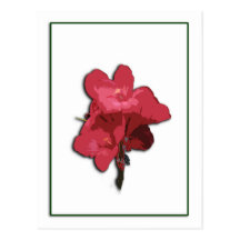 Pink Canna Lily  Photosketch Postcard