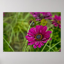 Pink Cape Daisy Flower poster print posters