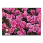 Pink cards