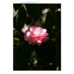 pink cards