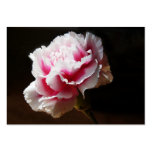 Pink Carnation Artcard ACEO Business Card Templates