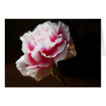 Pink Carnation Dianthus Flower Greeting Cards