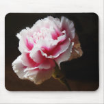 Pink Carnation Dianthus Flower Mousepads