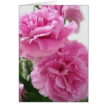 Pink Carnations 1 Greeting Cards