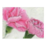 Pink Carnations 3 Post Cards