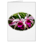 Pink Cattleya Cluster