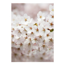 Pink Cherry Blossom Card
