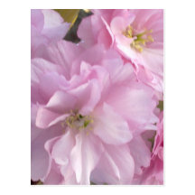 Pink Cherry Blossom Postcard