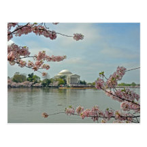 Pink Cherry Blossoms and the Jefferson Memorial Postcard