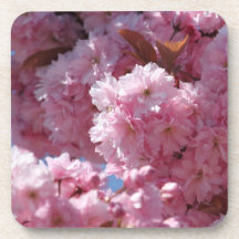 Pink Cherry Blossoms Drink Coaster