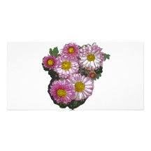 Pink Chrysanthemum Gifts Photo Card