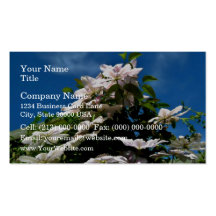 Pink clematis blossoming on a sunny day business card templates