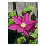 Pink Clematis Cards