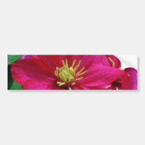 Pink Clematis flowers bumper stickers