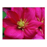 Pink Clematis flowers Postcard