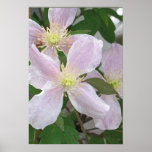 Pink Clematis Print