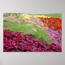 Pink Coleus and pampas grass, Niagara Parks, Ontar Poster